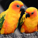 mango048531