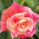 drap_housse