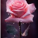 floraa68