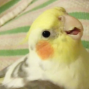 mathathiasbirb