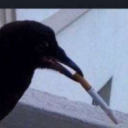 Le Corbeau Fumeur