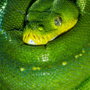 python 🐍