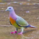 Pigeon-VoyageurQC
