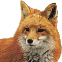 Renard's Avatar