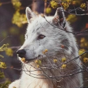 Icône Territory of wolf