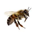 Icon Les abeilles de Camille Icon Les abeilles de Camille