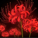 Icon Lycoris