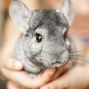 Serveur Les chinchillas