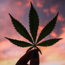 Icon CannaBITEllaire jaime hanako