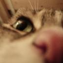 Icône Nuage・🐈