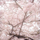 Icône 🌸 SAFE PLACE 🌸