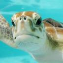 Icon Tortue Icon Tortue