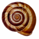 Icône Mollusqua