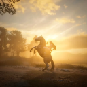 Icon Red Dead Redemption FR Icon Red Dead Redemption FR