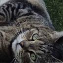 Le Monde des Chats Le Monde des Chats