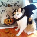 Icon Le monde des Chats ~ FR Icon Le monde des Chats ~ FR