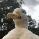 Icon Le coin tranquille 🦆 Icon Le coin tranquille 🦆