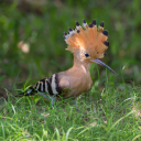 Icône Serveur d'ornithologie